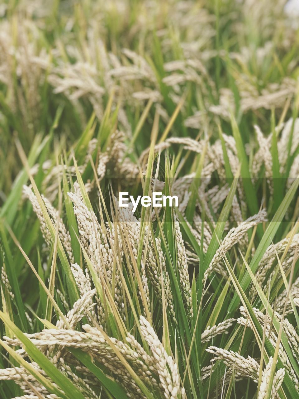 Close-up of crops growing on field