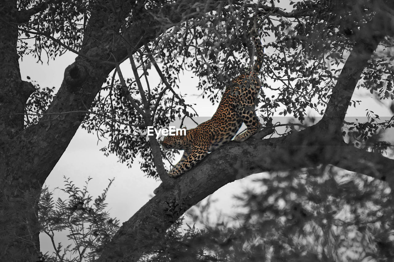 LOW ANGLE VIEW OF CAT ON BRANCH