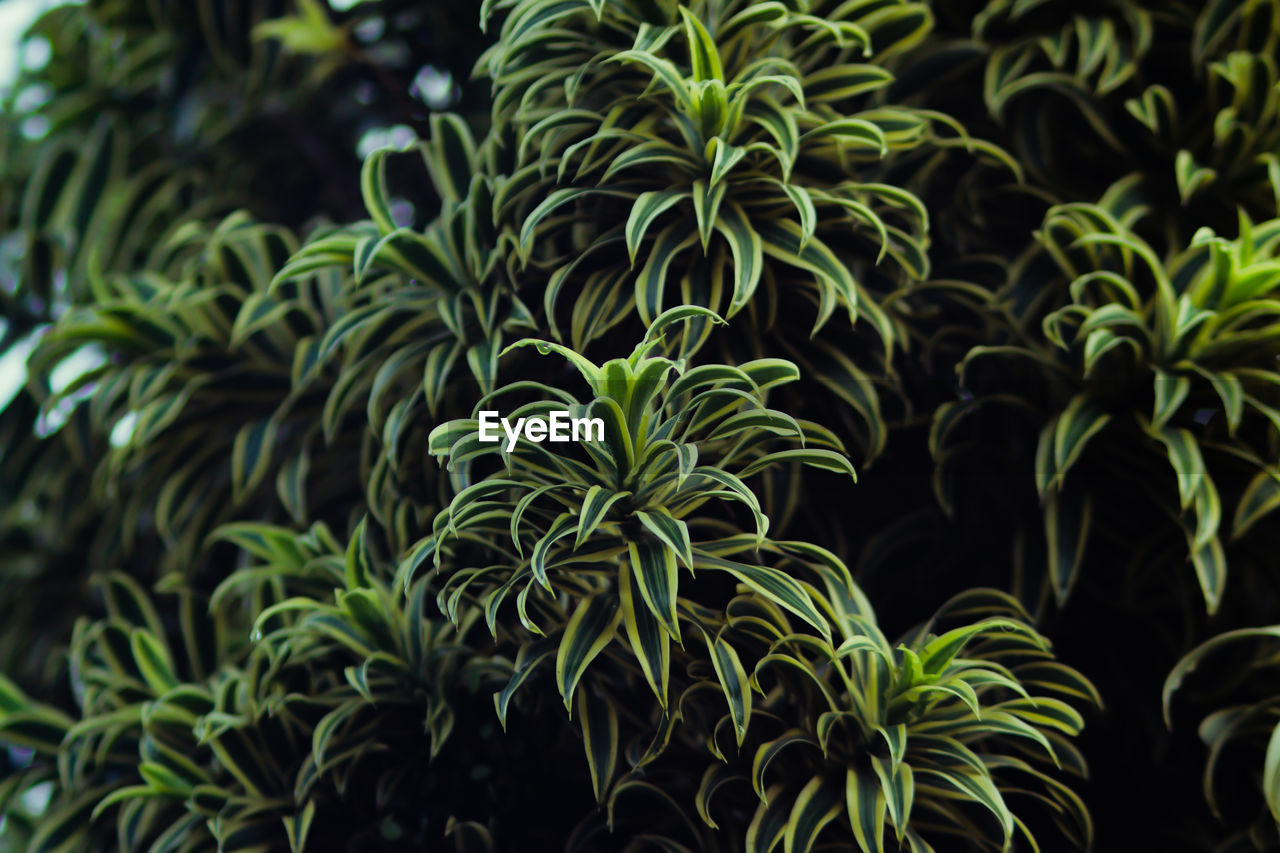 Full frame shot of plants