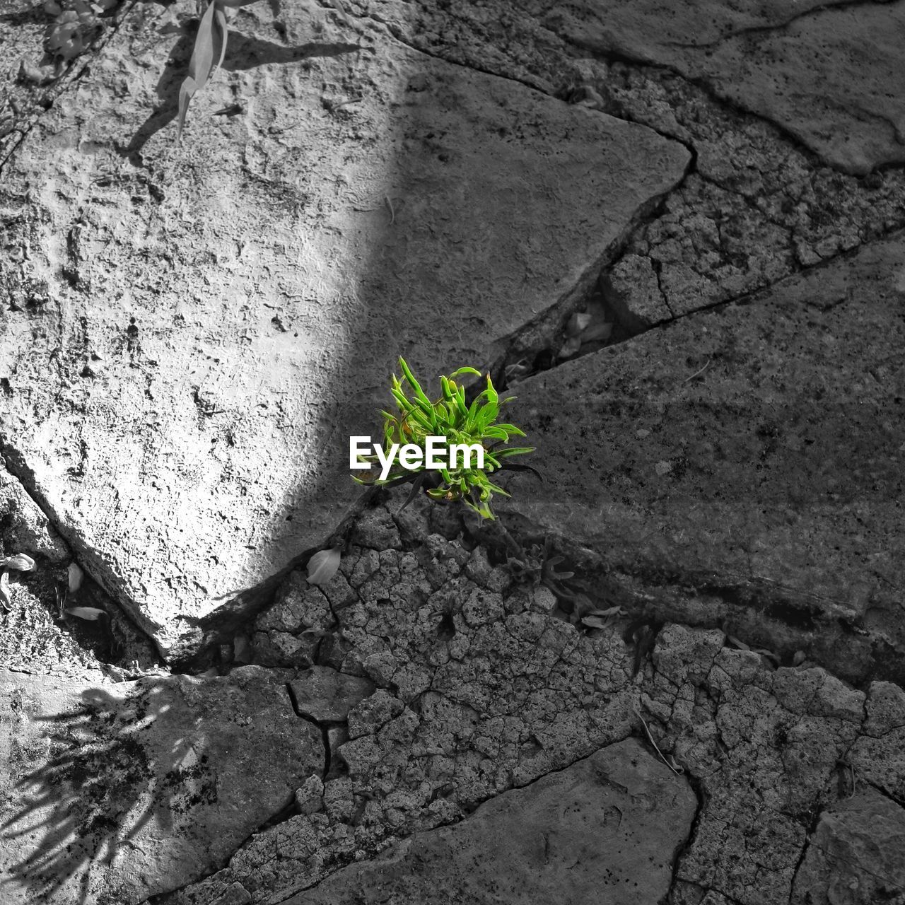 High angle view of plant growing on dry field