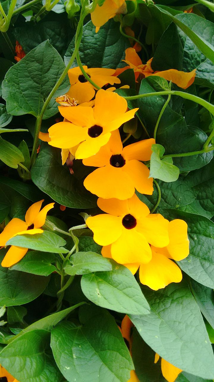 CLOSE-UP OF YELLOW FLOWERS