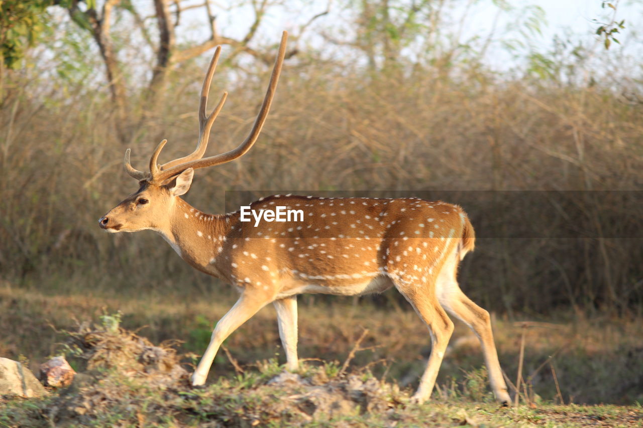 Deer standing in forest