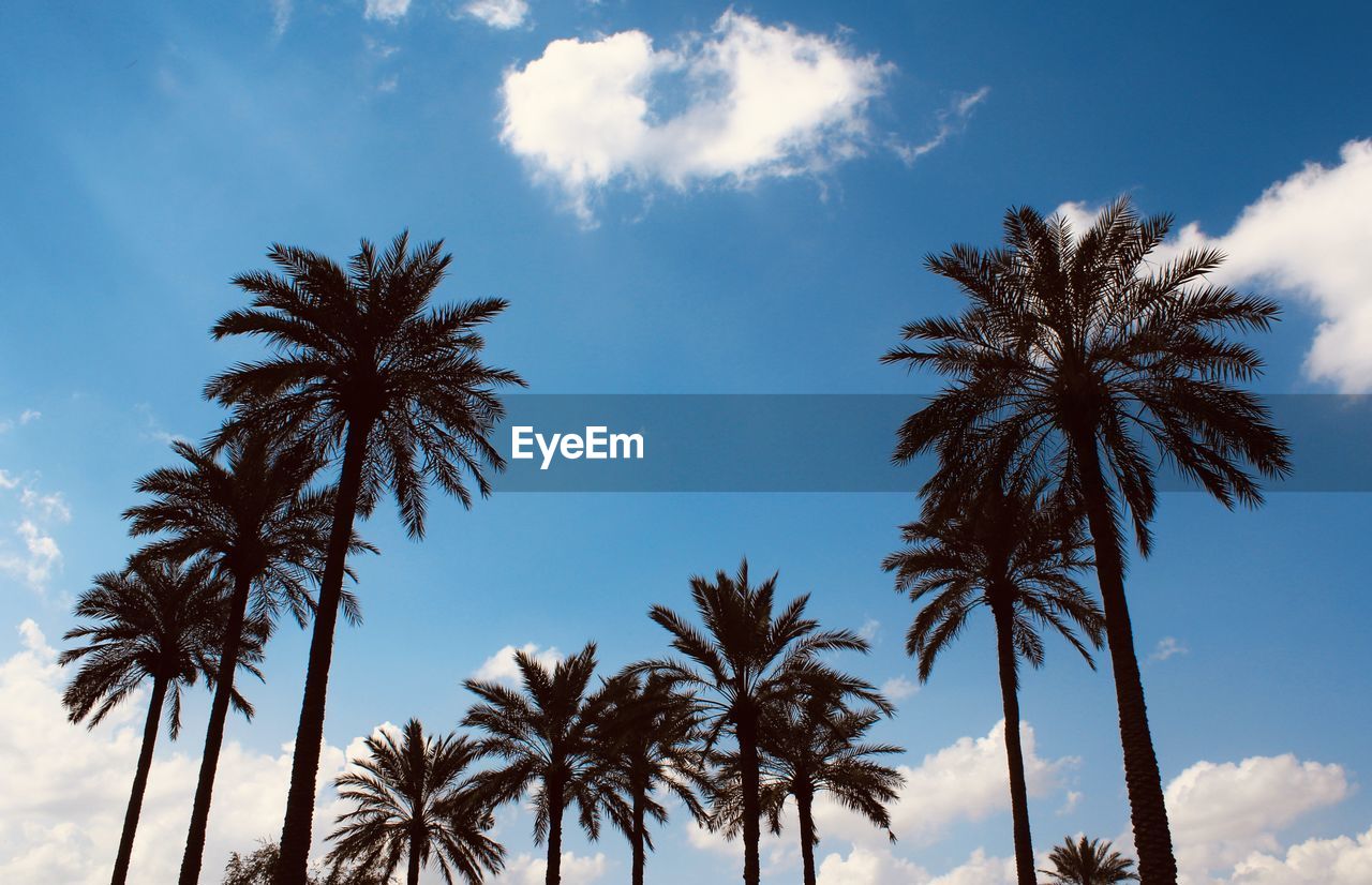 LOW ANGLE VIEW OF COCONUT PALM TREE AGAINST SKY