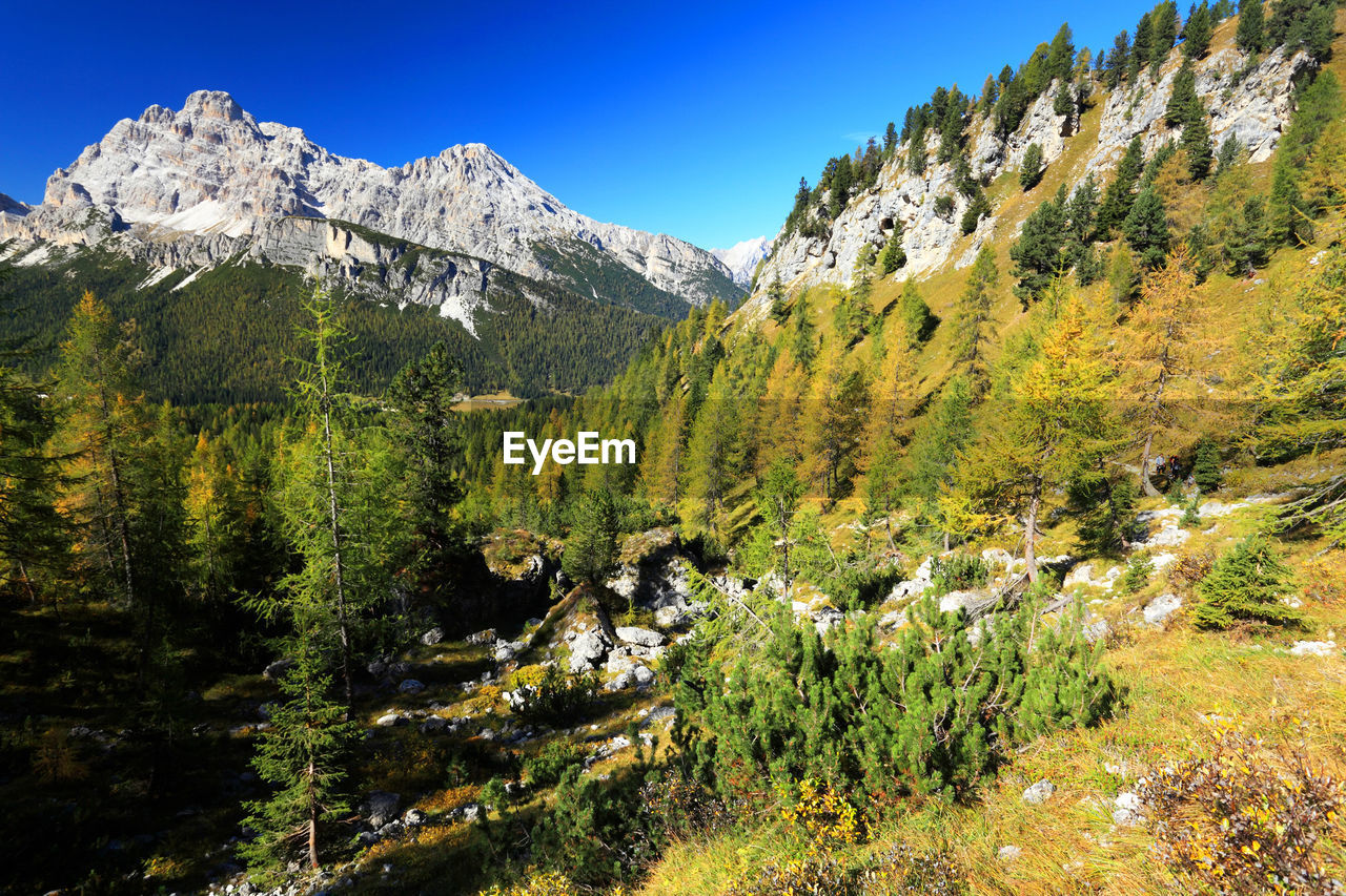 Scenic view of trees growing on mountains against clear sky