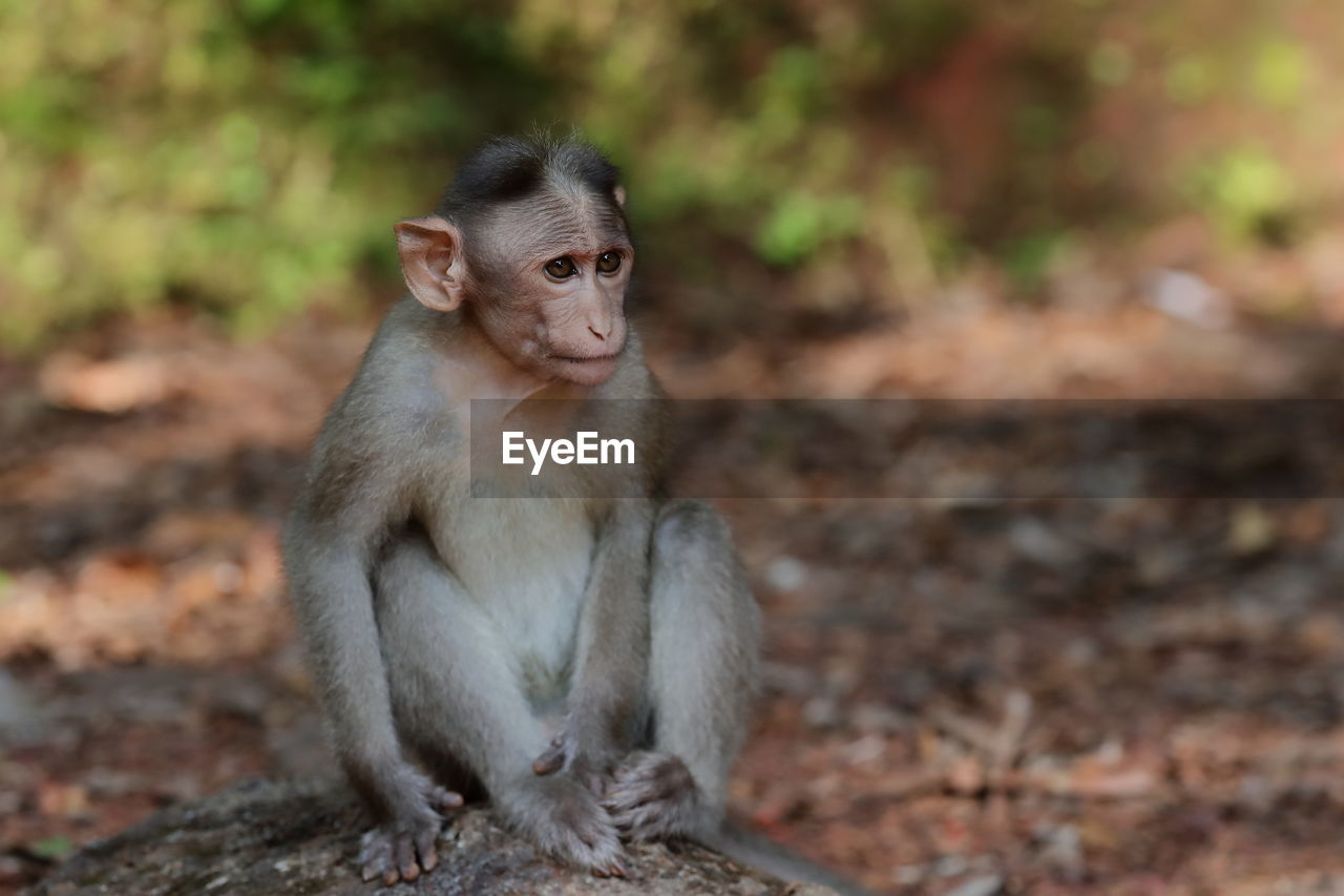 A bonnet macaque monkey