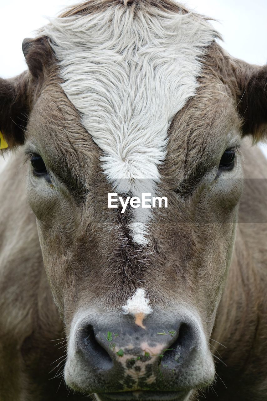 CLOSE-UP PORTRAIT OF A COW