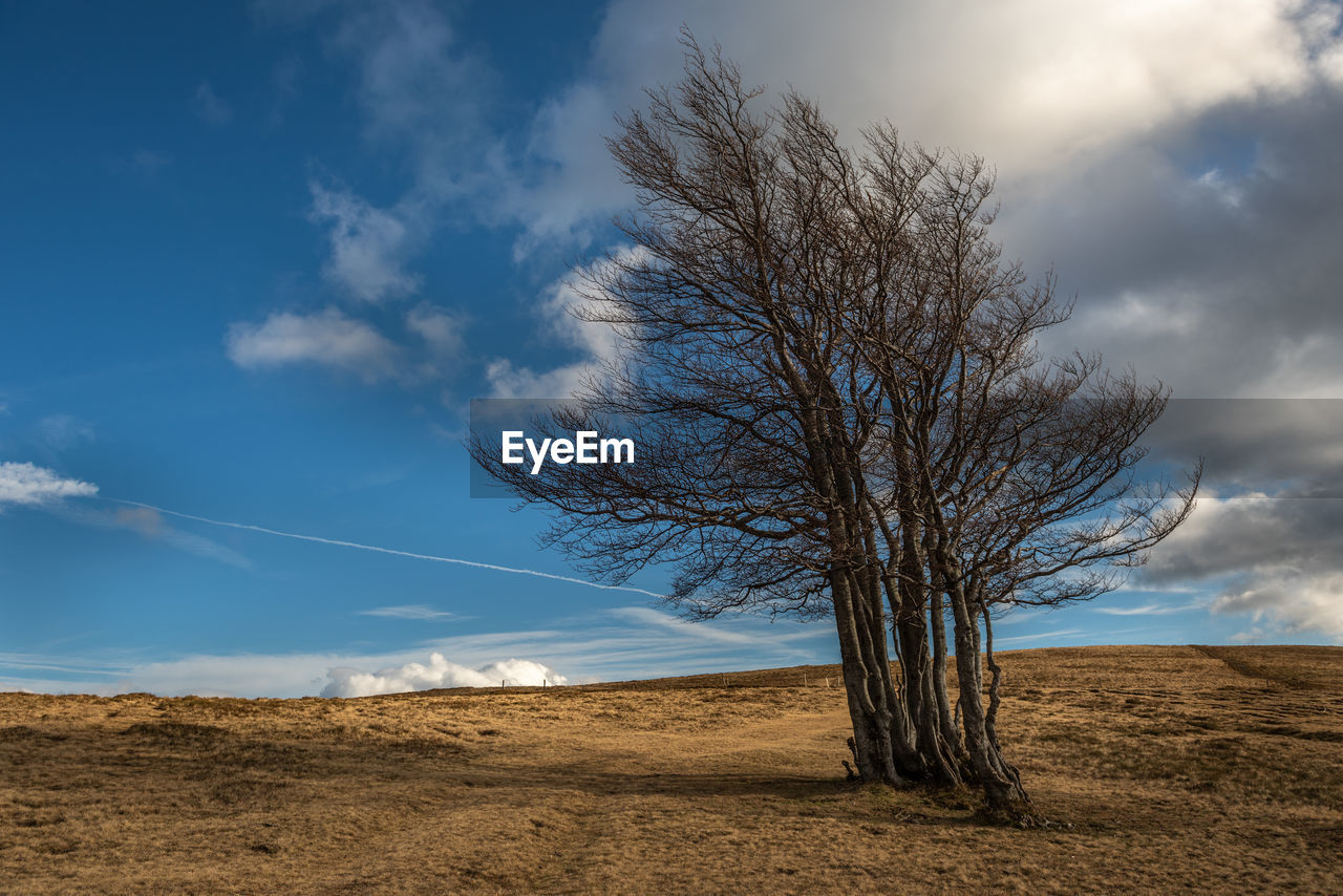 Bare tree on field against sky