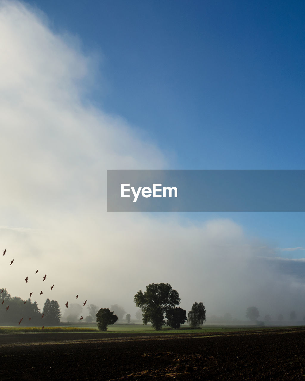 FLOCK OF BIRDS FLYING OVER FIELD AGAINST SKY