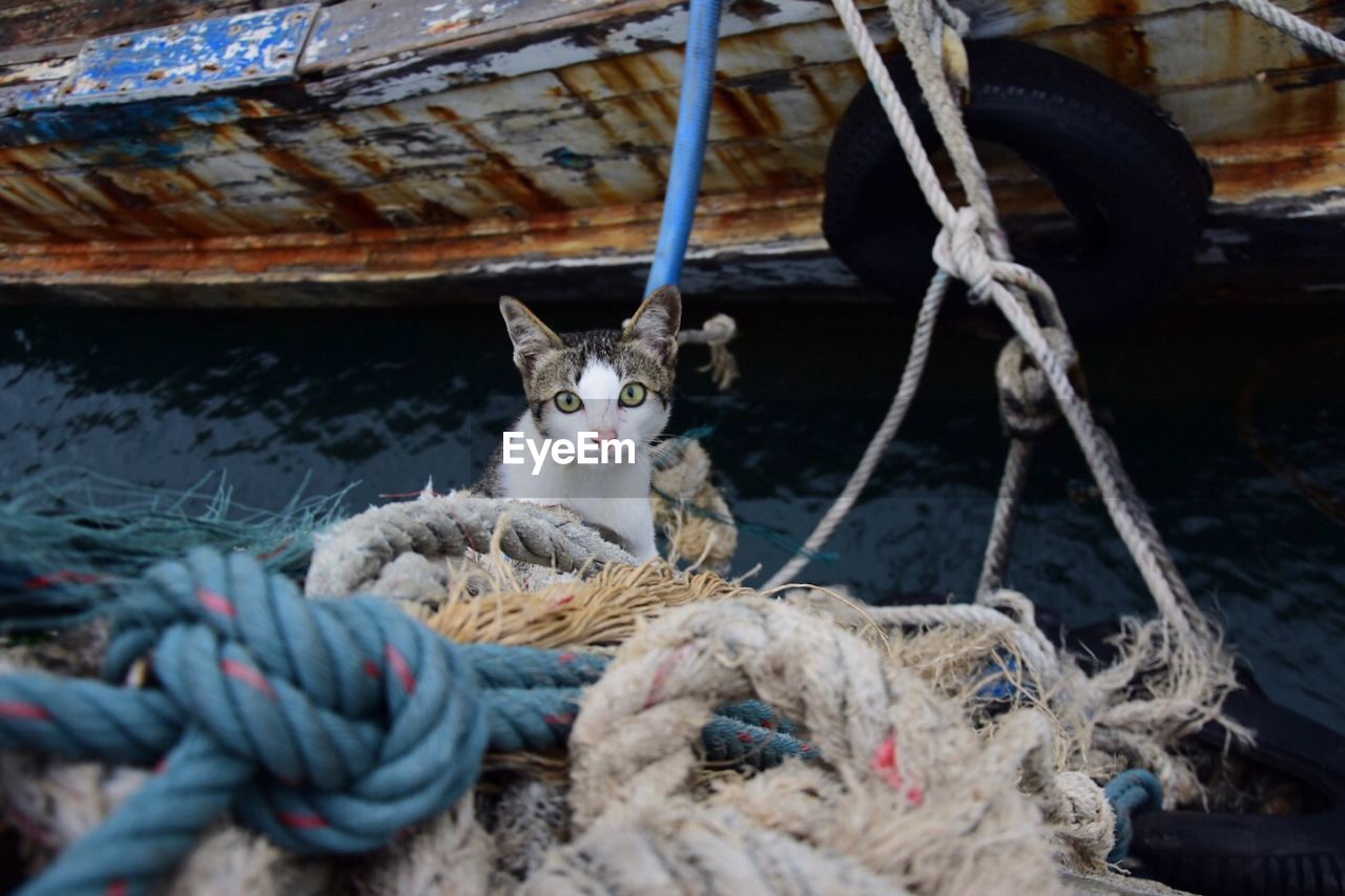 PORTRAIT OF CAT TIED TO METAL