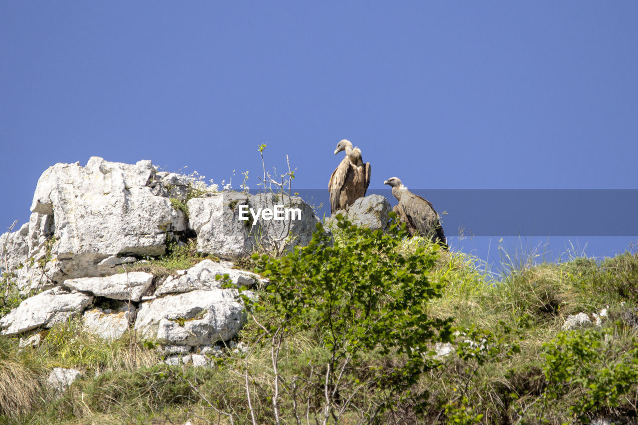 Griffon vulture in the picos de europa national park