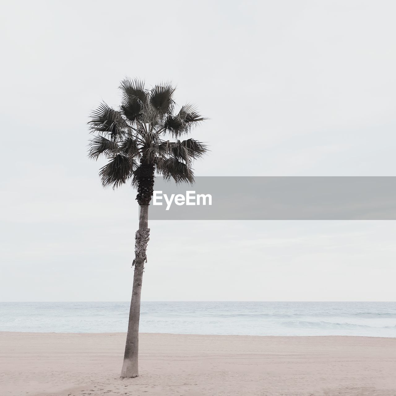 Palm tree on beach against sky