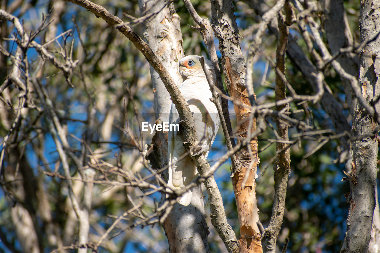 Low angle view of a little corella cacatua sanguinea perched in a tree