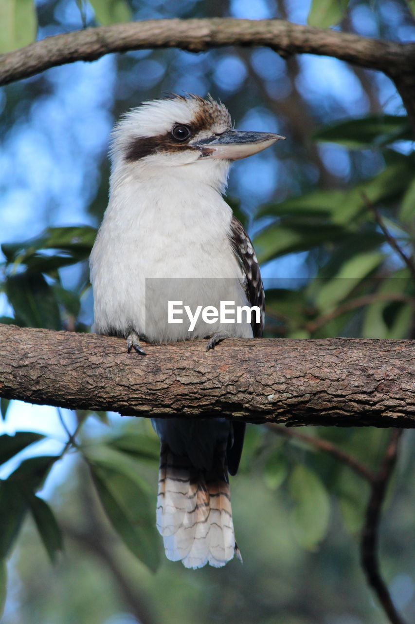 CLOSE-UP OF BIRD PERCHING ON TREE