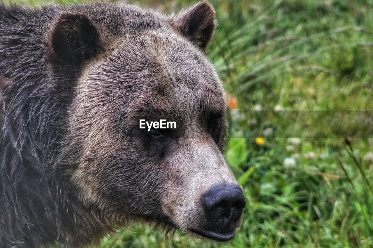 Close-up of grizzly bear looking away