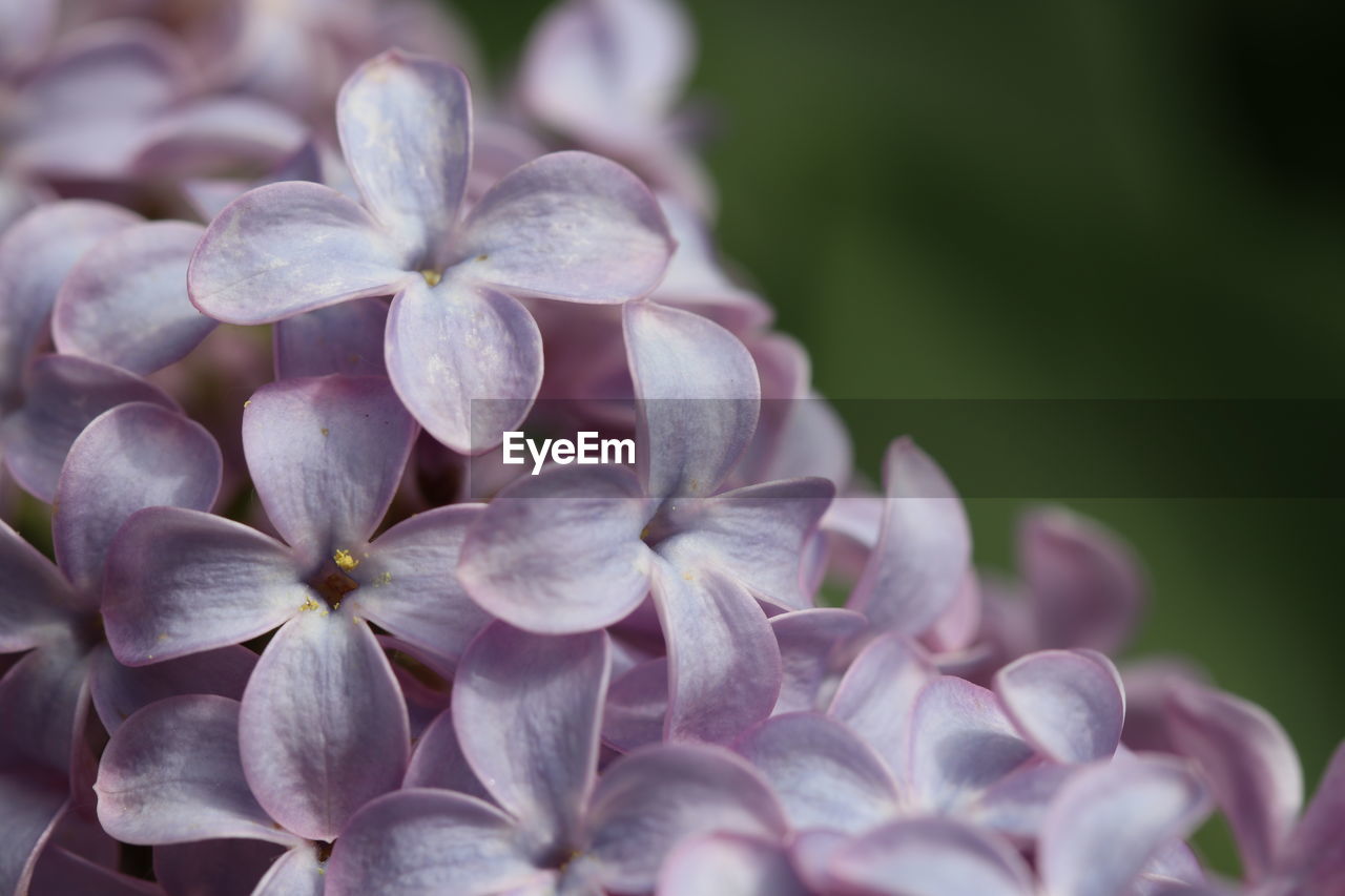 Close-up of purple hydrangea flowers