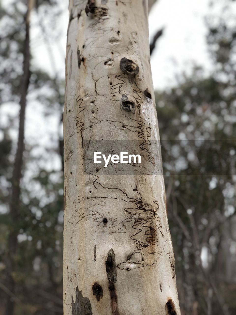 LOW ANGLE VIEW OF TREE TRUNK