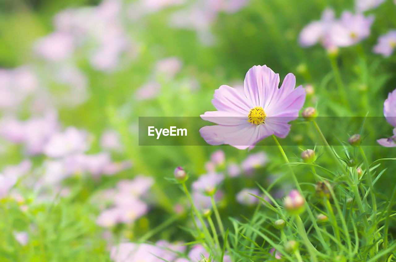 CLOSE-UP OF COSMOS FLOWERS BLOOMING IN FIELD