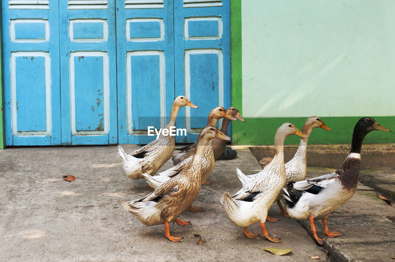 Geese on ground