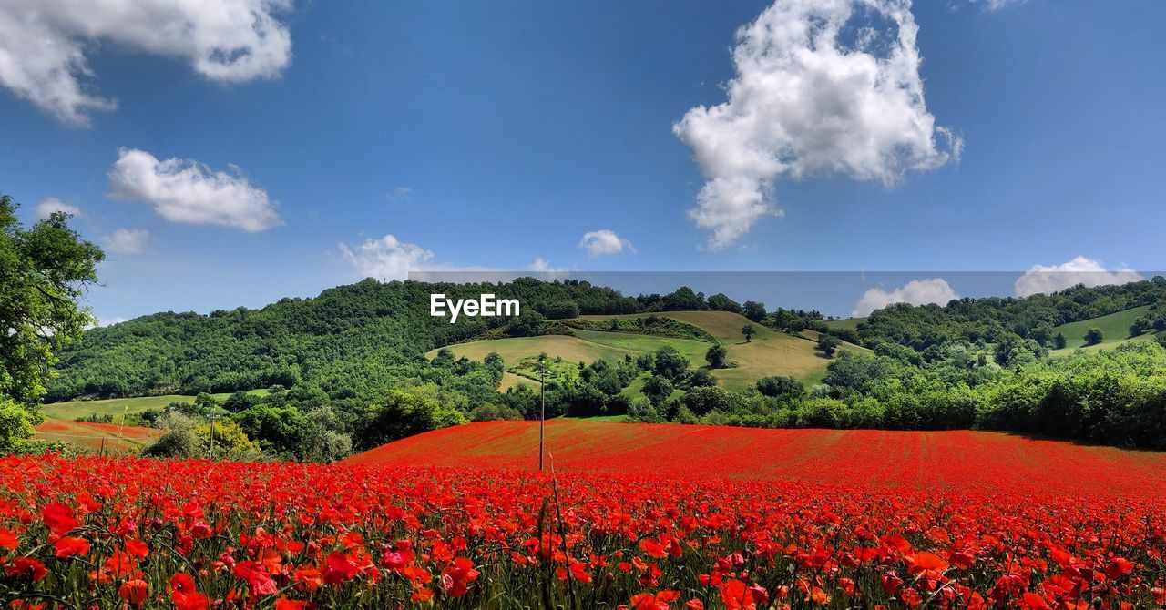 Scenic view of flowering plants on field against sky