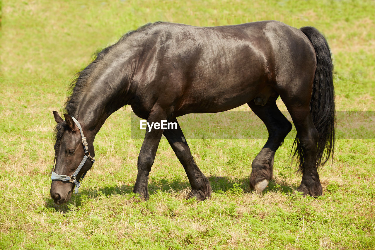 Black friesian stallion grazes in summer pasture