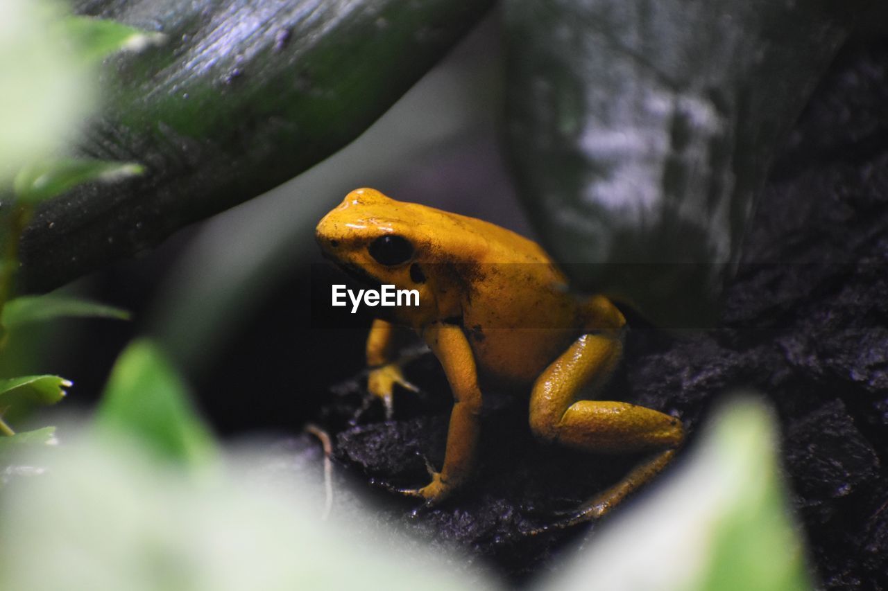 CLOSE-UP OF FROG ON ROCKS