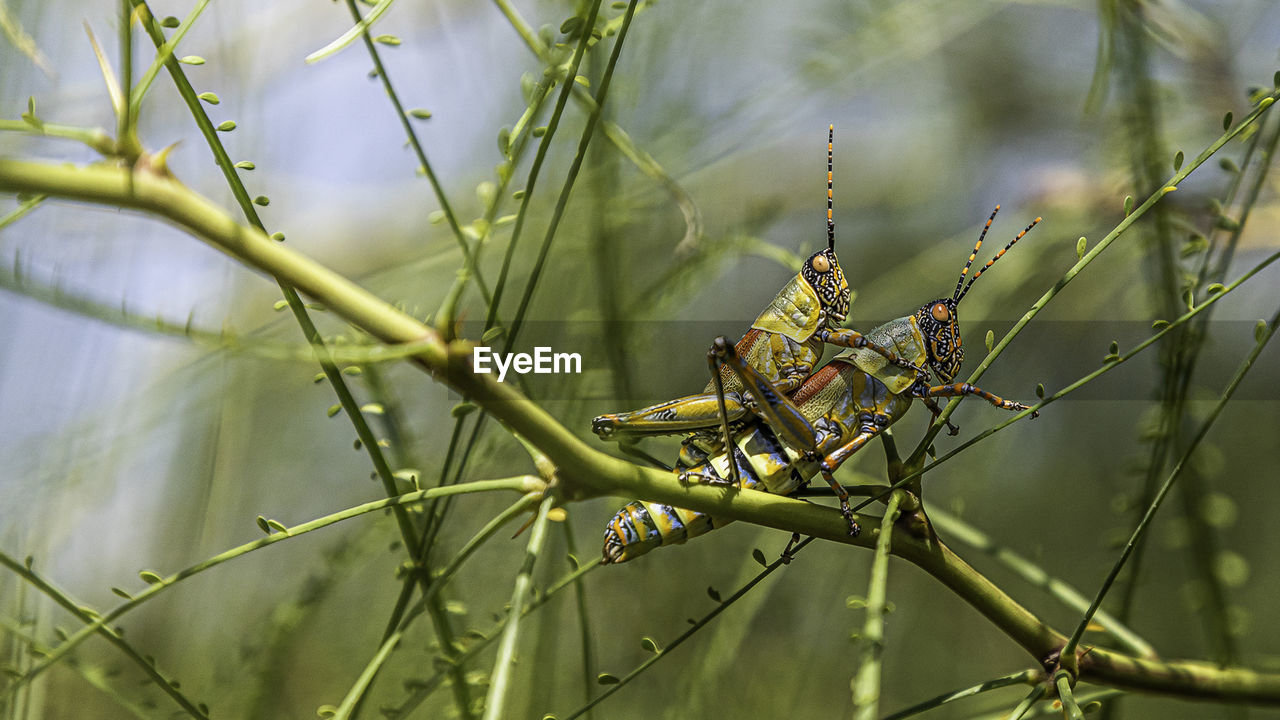 Close-up of grasshoppers on plant