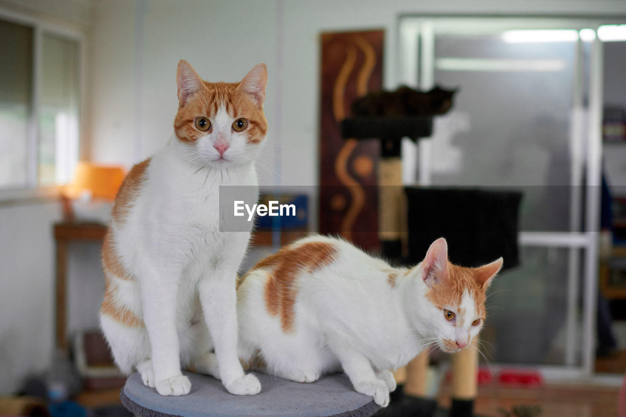 CAT LOOKING AT CAMERA