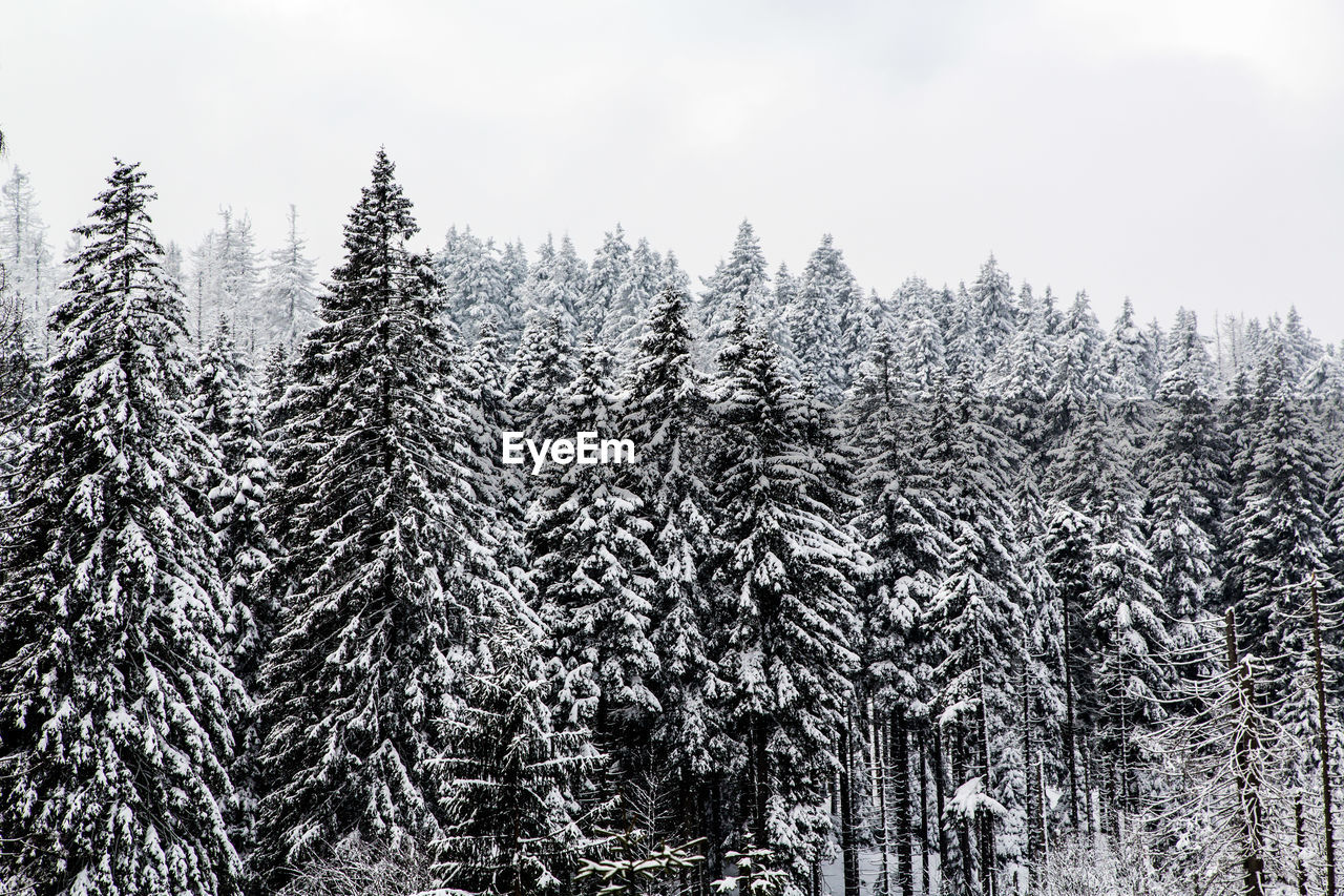 PINE TREE IN FOREST DURING WINTER