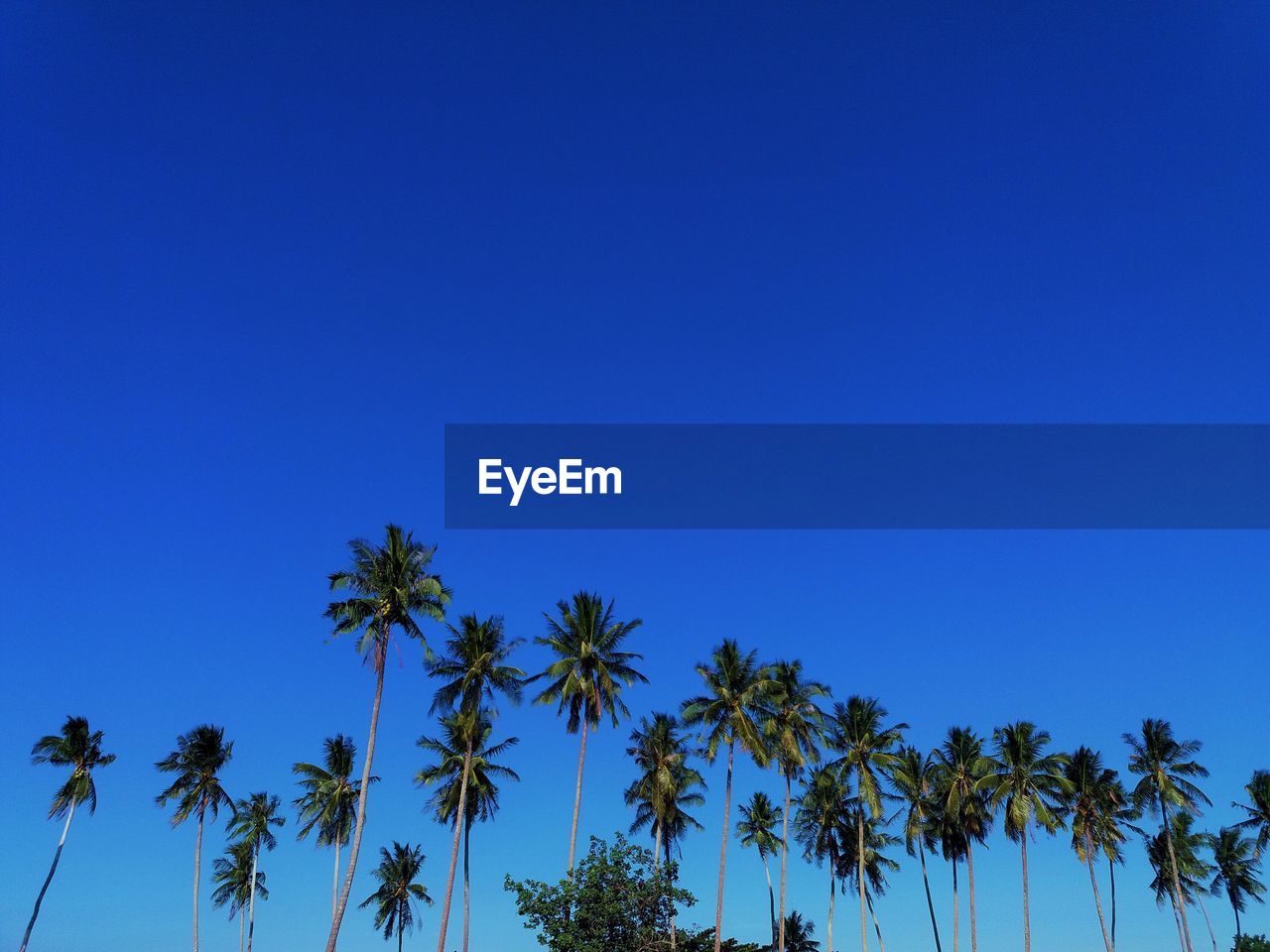 LOW ANGLE VIEW OF COCONUT PALM TREES AGAINST BLUE SKY