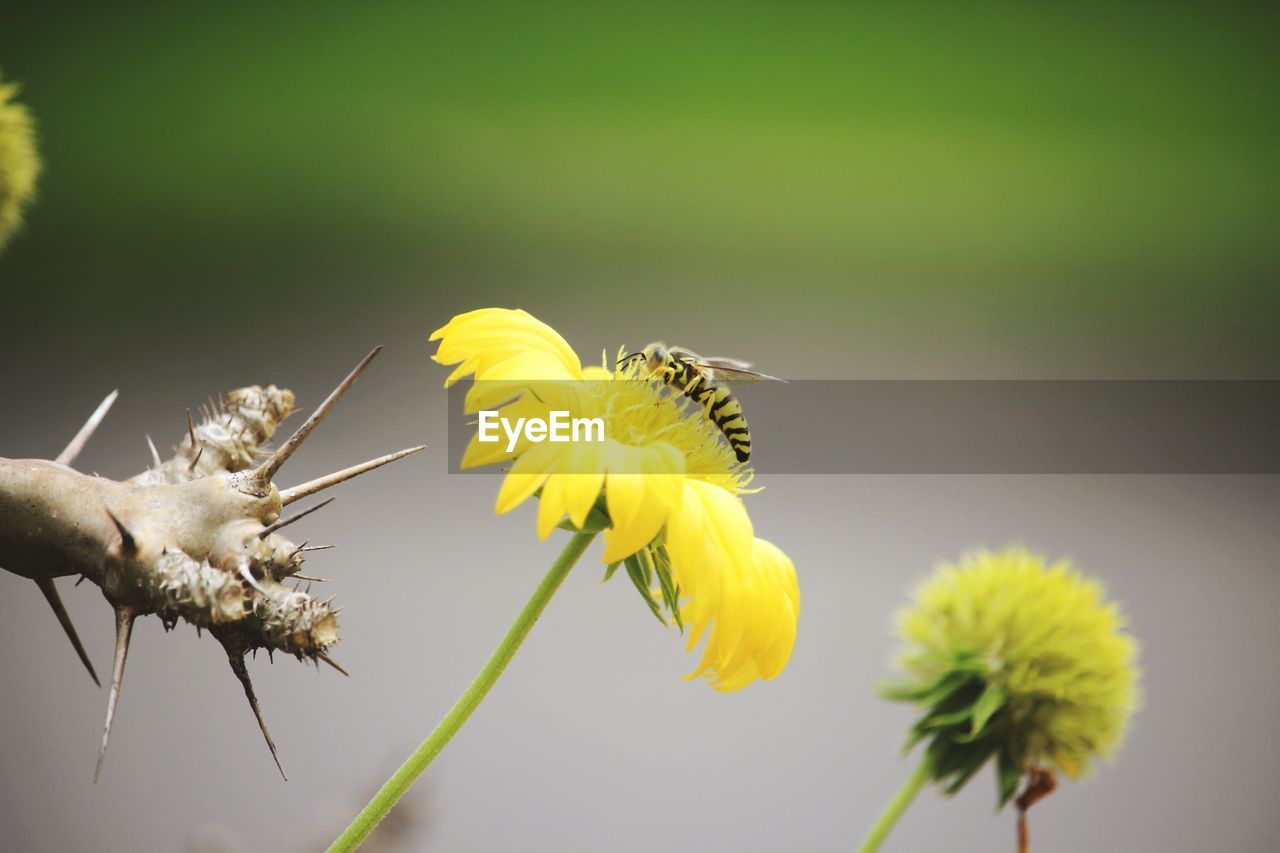CLOSE-UP OF BEE ON YELLOW FLOWER