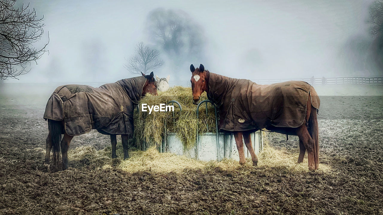 HORSES ON FIELD