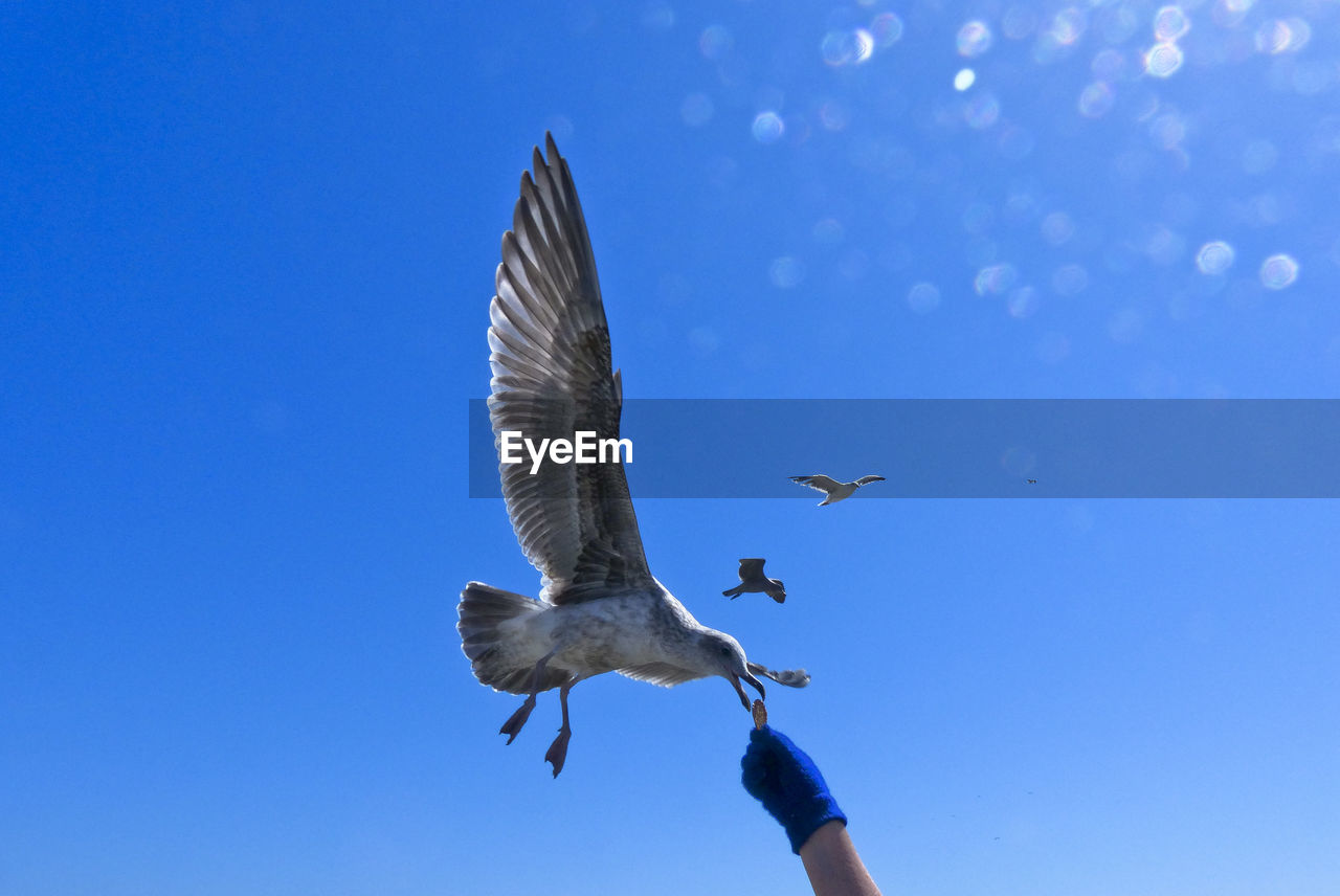 LOW ANGLE VIEW OF A BIRD FLYING AGAINST CLEAR BLUE SKY