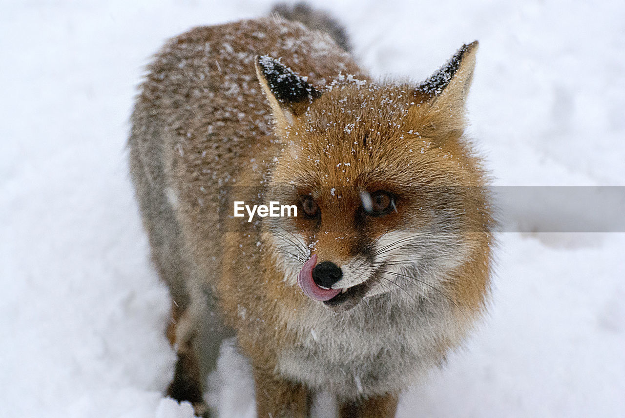 Close-up of fox in winter