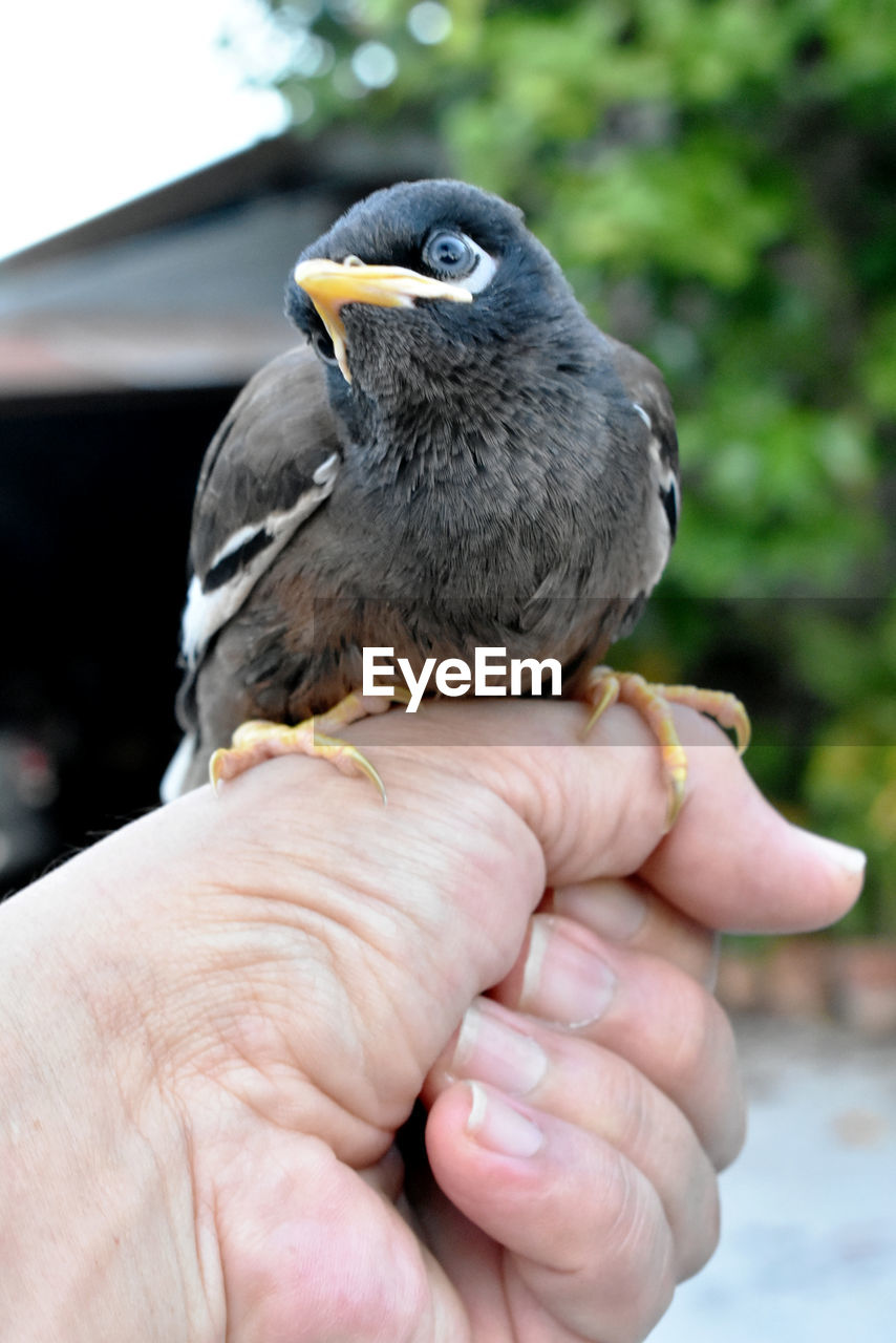 Close-up of hand holding bird