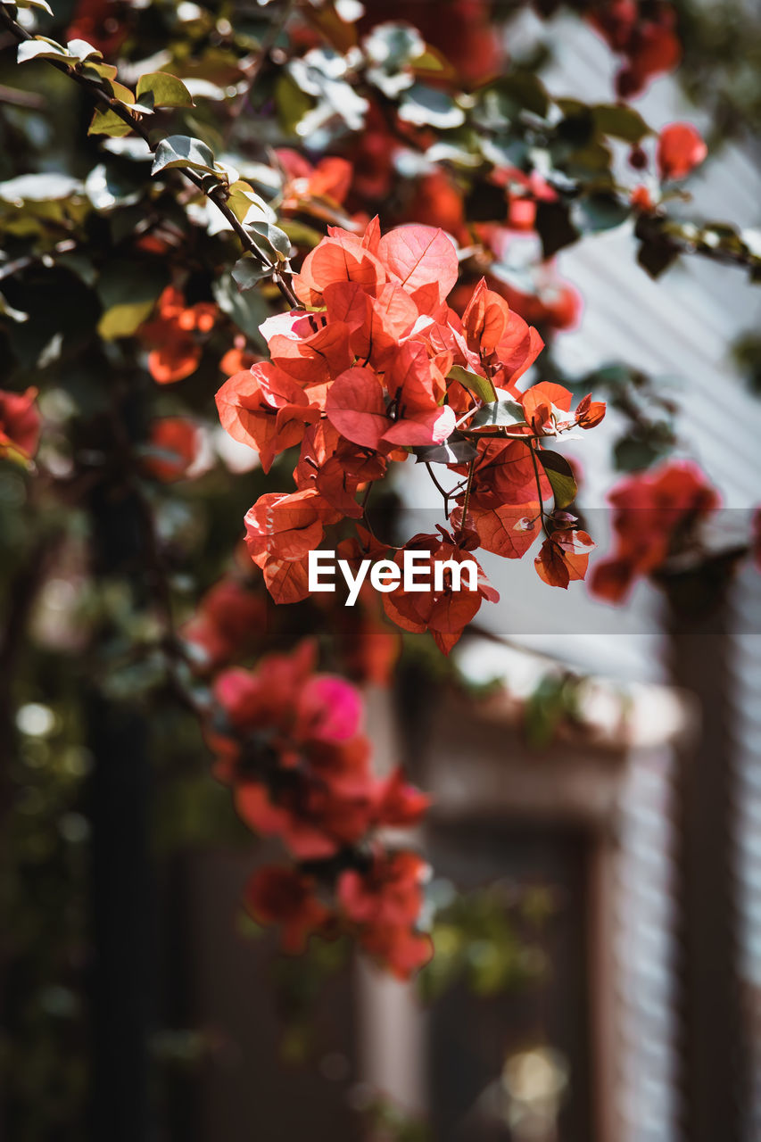 plant, red, tree, nature, beauty in nature, flower, autumn, spring, flowering plant, freshness, branch, growth, no people, leaf, fruit, blossom, focus on foreground, close-up, food, food and drink, outdoors, day, produce, selective focus, hanging, healthy eating, macro photography, holiday, floristry