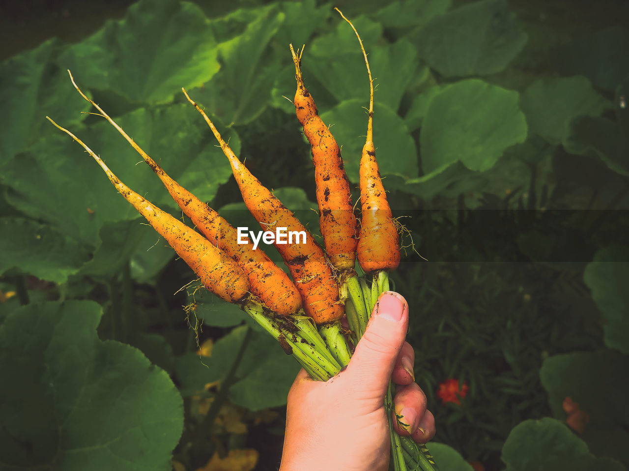 CLOSE-UP OF HAND HOLDING PLANT