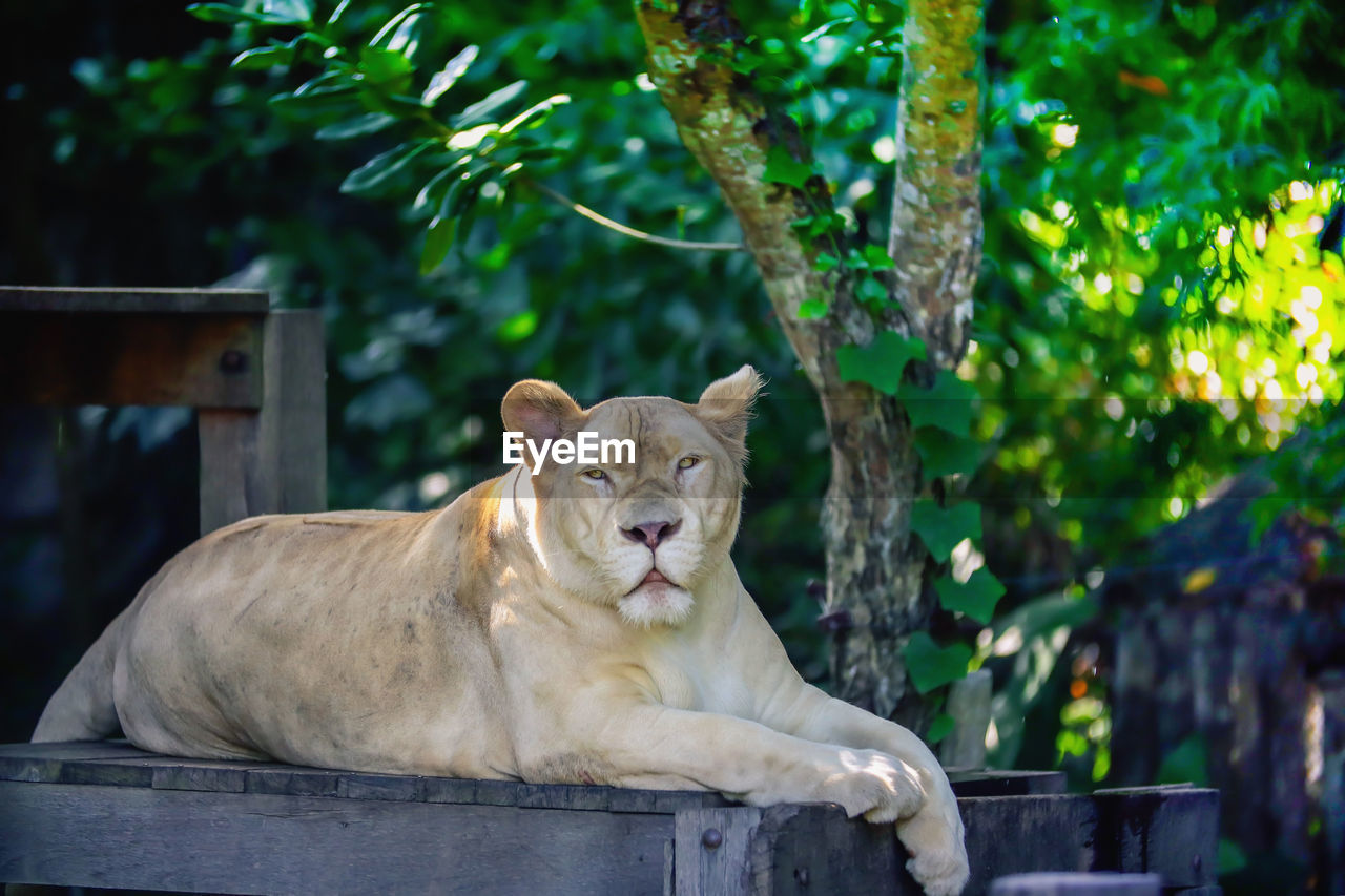 Close up of lion relaxing in zoo