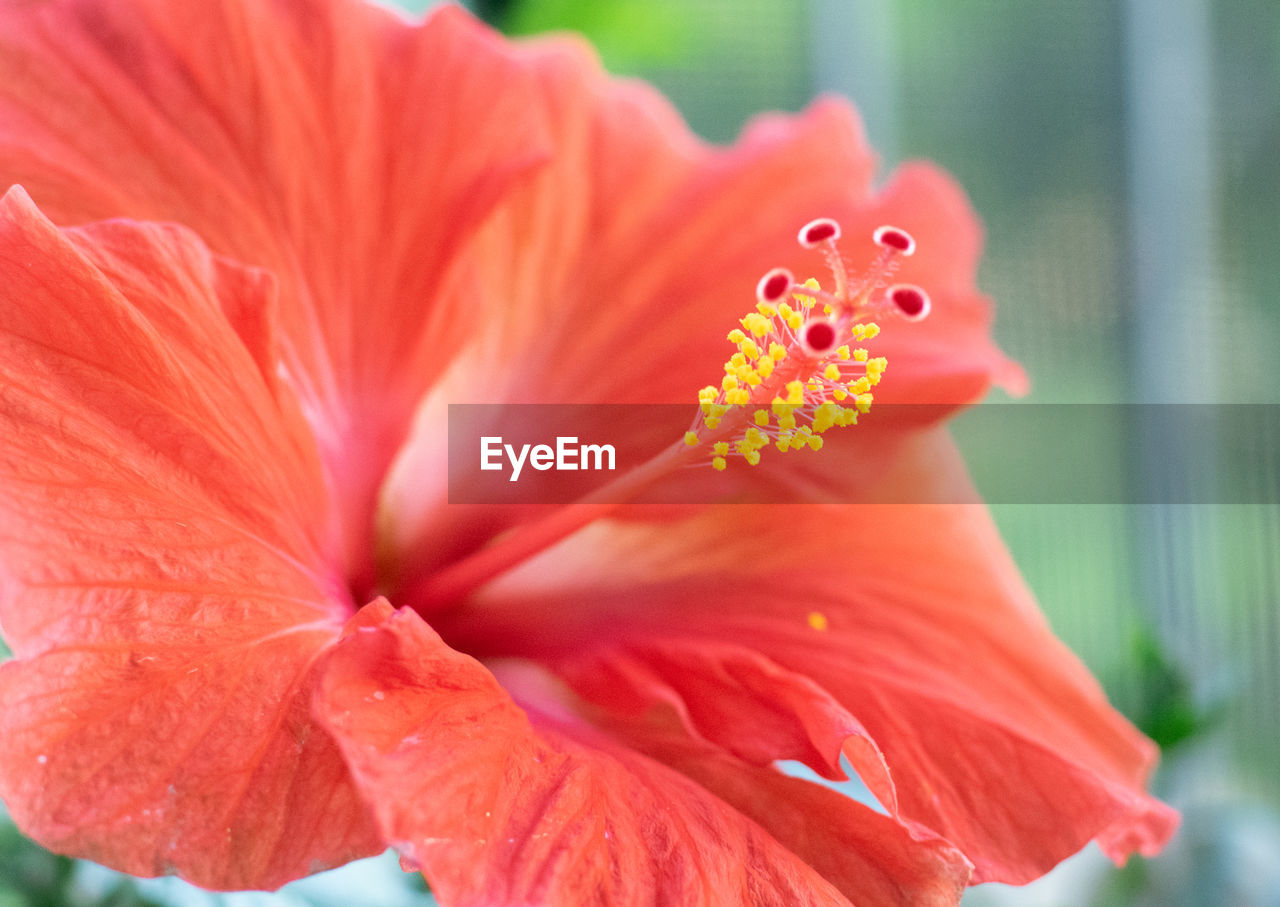 Close-up of red hibiscus flower