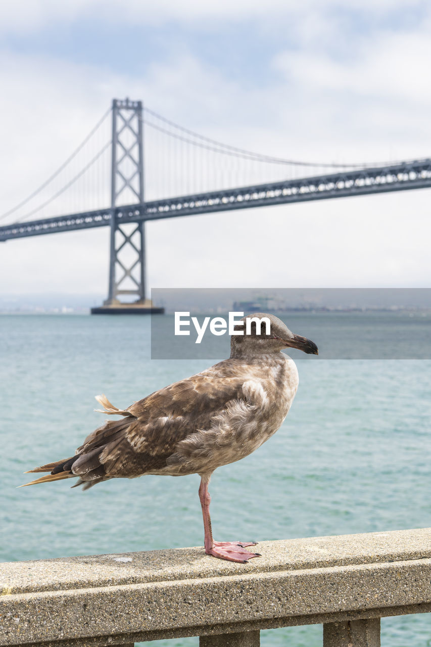Young seagull in san francisco with the bay bridge in the background.
