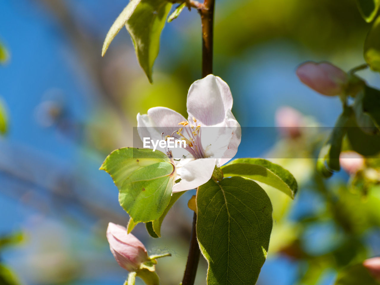 Close-up of white flowers blooming outdoors