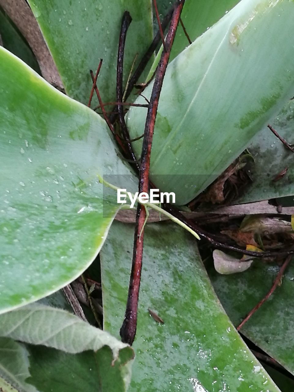 CLOSE-UP OF WET LEAF