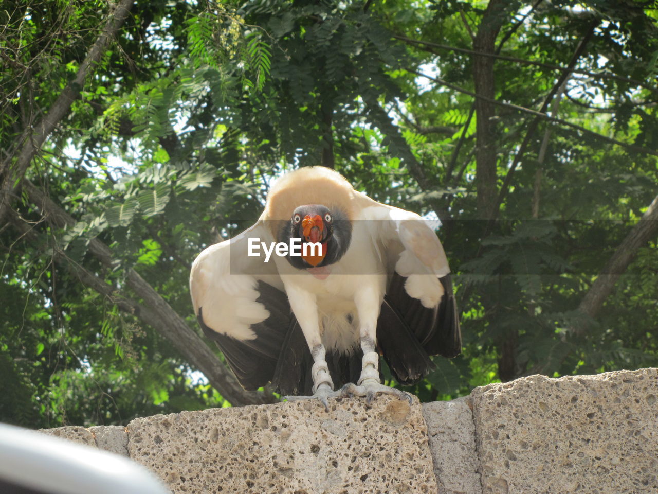 Low angle view of king vulture perching on rock against trees