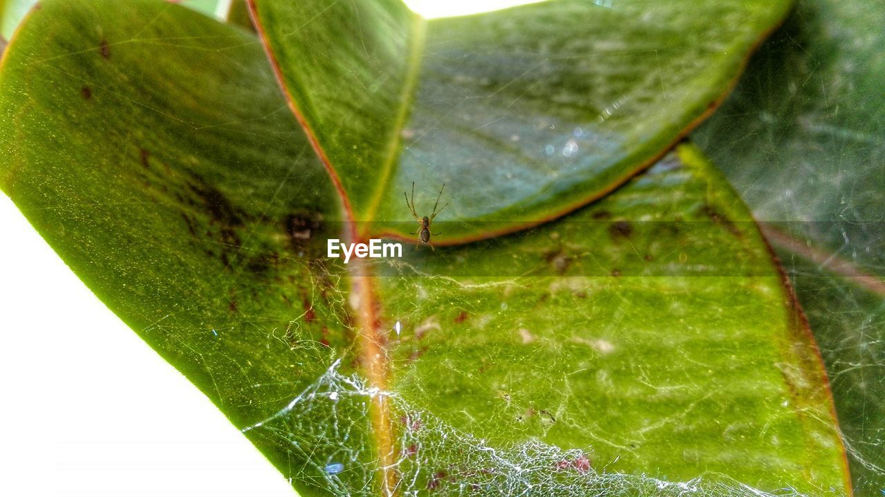 CLOSE-UP OF ANT ON WEB