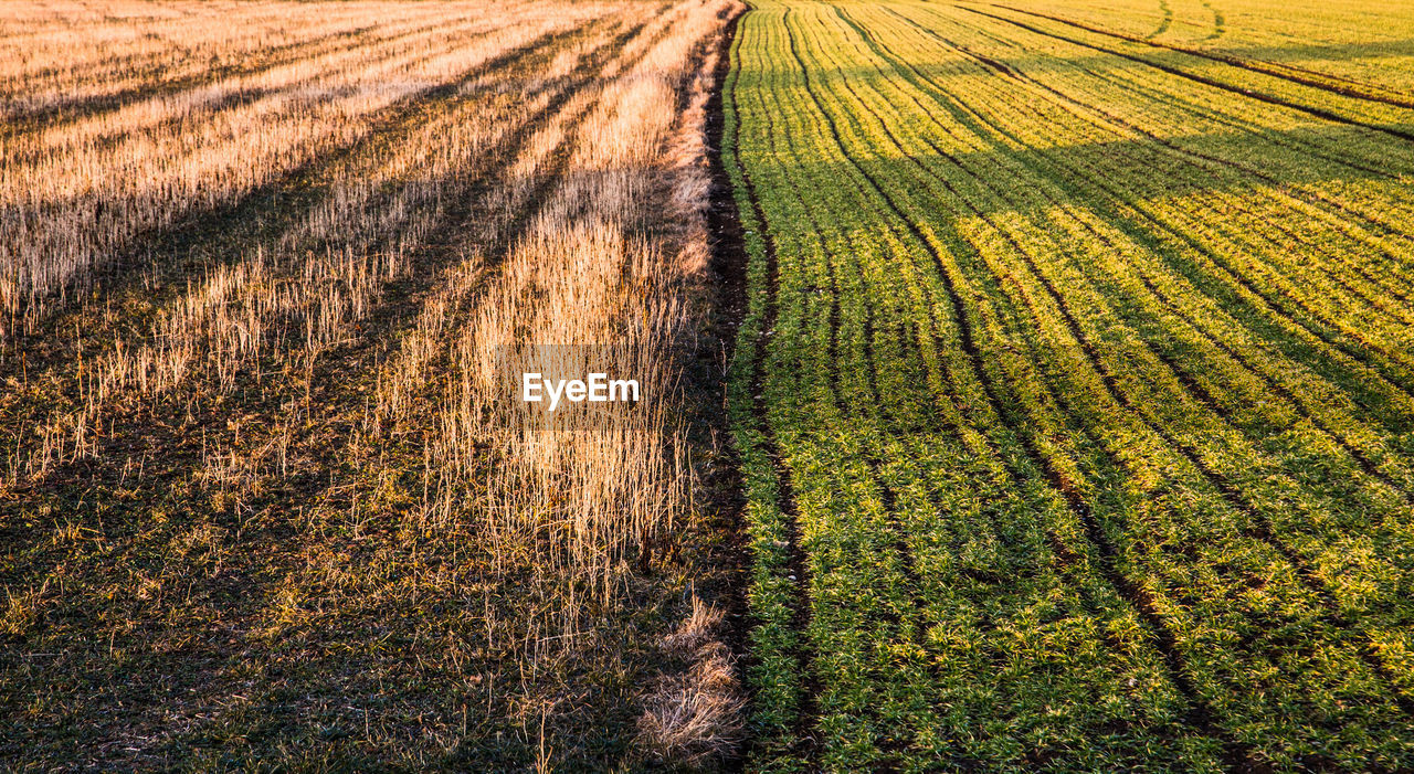 Scenic view of field