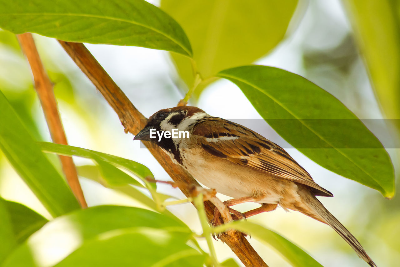 Close-up of bird perching on plant