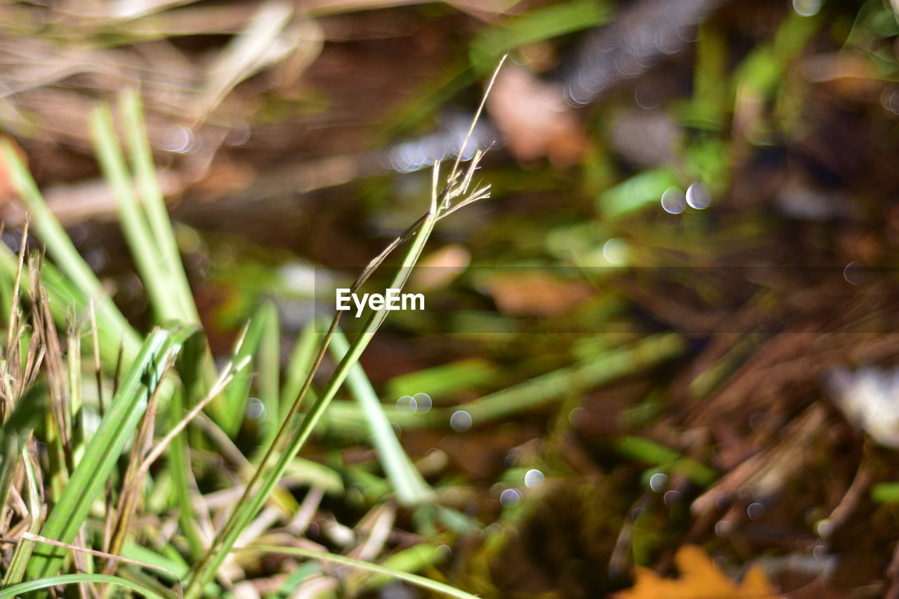CLOSE-UP OF WET GRASS GROWING IN FIELD