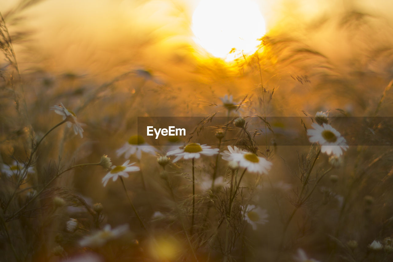 Close-up of daisy flowers in field