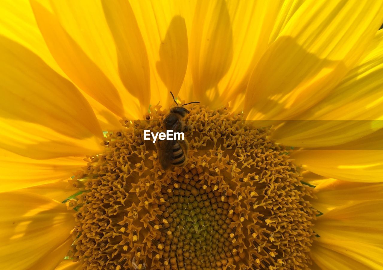 Extreme close-up of bee pollinating on sunflower