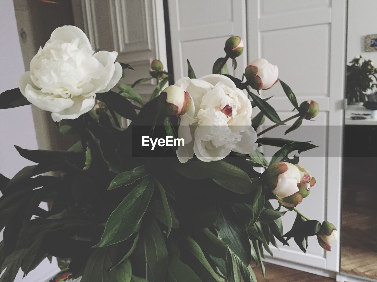 CLOSE-UP OF WHITE ROSE BLOOMING OUTDOORS