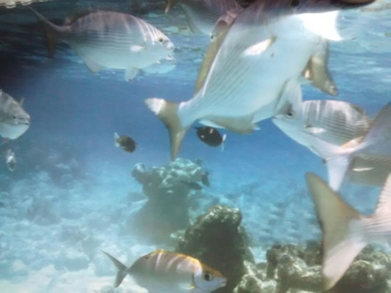 SCHOOL OF FISH SWIMMING IN SEA